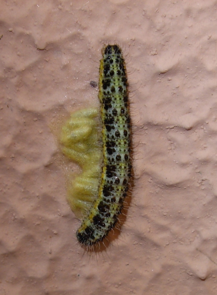 pieris brassicae??